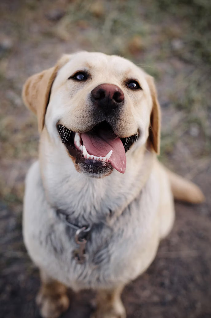 Premium Dog Food